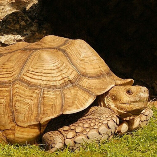 Save 5% on Getting African Adult Sulcata Tortoise For Sale Online