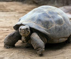 Get a 5% Discount on Buying an Galapagos Tortoise For sale